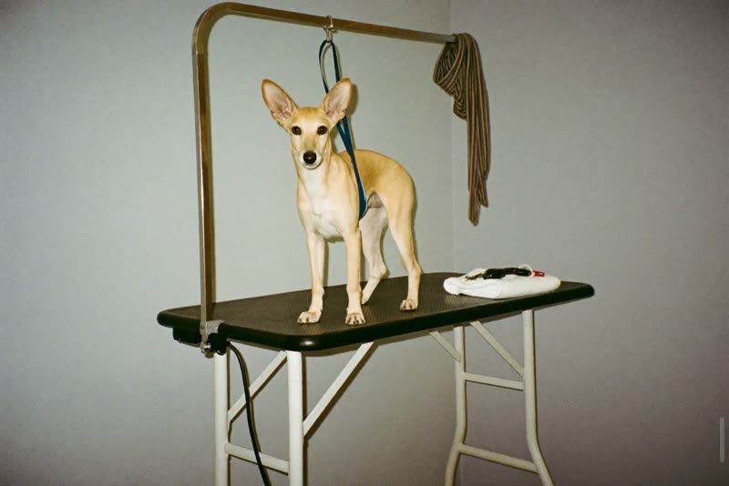 A quiet grooming table and tools in a salon room