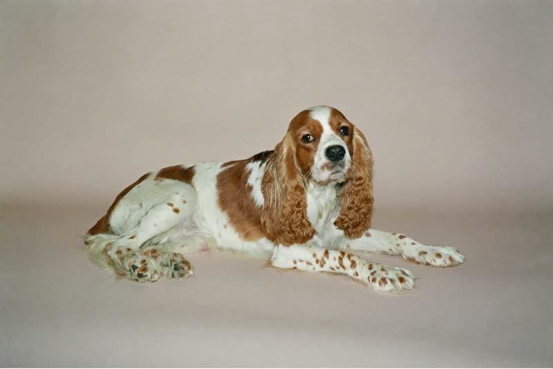 A freshly groomed spaniel lying calmly